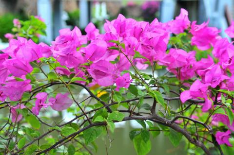 Hoa Giấy